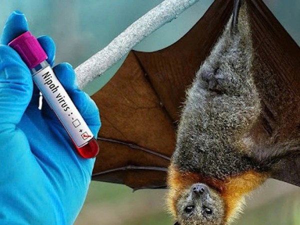 Bệnh do vi rút Nipah và các biện pháp phòng chống tại Việt Nam